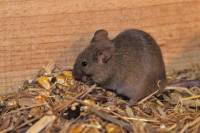 Souris - Souris domestique
